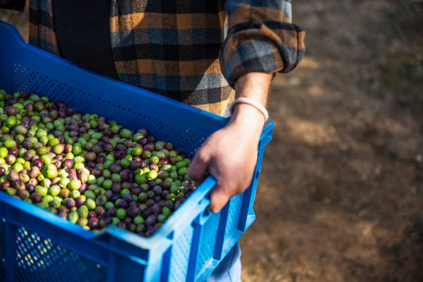 istock Man harvesting olives 1289582970