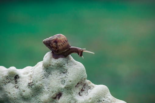 A snail is, in loose terms, a shelled gastropod. The name is most often applied to land snails, terrestrial pulmonate gastropod molluscs