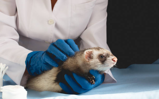 istock Vet Examining the ferret 1289583978