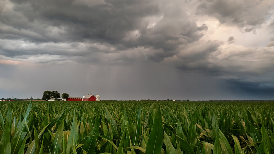 Rain pours down in the distance under dramatic clouds hanging low over a green Indiana corn field. A red barn sits in the distance.