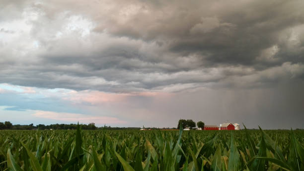 istock Stormy downpour over Indiana corn field 1289585561