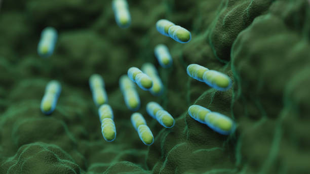 abs Lactobacillus Bulgaricus Bacteria abs Lactobacillus Bulgaricus Bacteria - 3d rendered microbiology image. Medical research, health-care concept. probiotic photos stock pictures, royalty-free photos & images