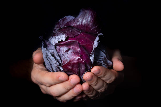 黒い背景に農民の手でクローズアップ赤キャベツ - leaf vegetable freshness vegetable market ストックフォトと画像
