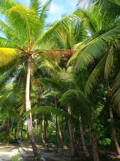istock Coconut leaves and slightly cloudy blue sky 1289586551