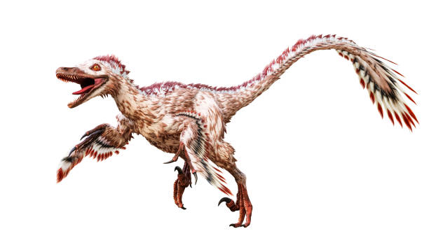 running velociraptor mongoliensis isolato su sfondo bianco. dinosauro teropode con piume dell'illustrazione scientifica di rendering 3d del periodo cretaceo - tail feather foto e immagini stock