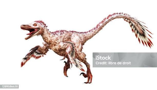 Running Velociraptor Mongoliensis Isolated On White Background Theropod Dinosaur With Feathers From Cretaceous Period Scientific 3d Rendering Illustration Stock Photo - Download Image Now