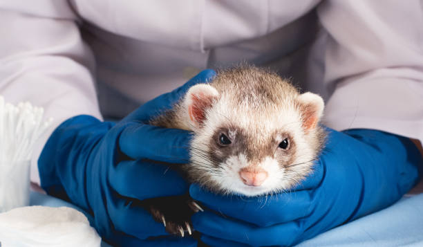 istock Vet Examining the ferret 1289586970