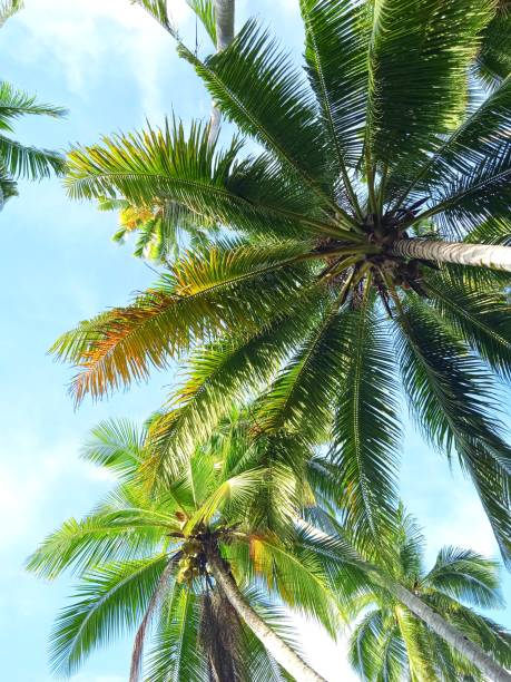 istock Coconut leaves and slightly cloudy blue sky 1289587030
