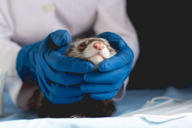 istock Vet Examining the ferret 1289587999