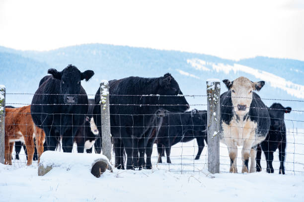 istock Herd of cows stand at a barbed wire fence 1289588022