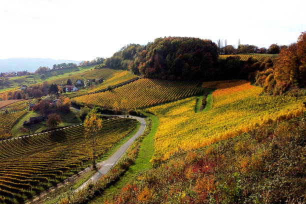 istock vineyards styria, aerial view autumn 1289588059