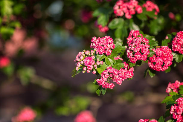 naturalne kwiatowe tło, kwitnące double różowy głóg lub crataegus laevigata piękne różowe kwiaty w wiosennym słonecznym ogrodzie - laevigata zdjęcia i obrazy z banku zdjęć