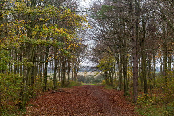 istock Looking along a tree lined path, in Friston Forest, Sussex 1289588131
