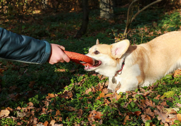istock Welsh corgi dog pulls a toy from the owner's hand with his teeth. 1289588264