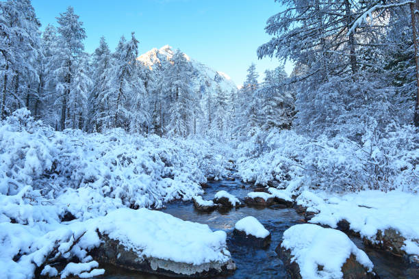 frosty winter morning forest brook in the altai mountains during a frosty winter morning altay state nature reserve stock pictures, royalty-free photos & images