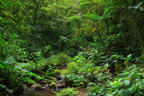 istock rain forest of Central America 1289589539