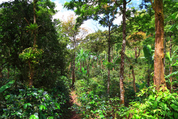 plantación de café y plátano en la selva tropical - banana plantation green tree fotografías e imágenes de stock