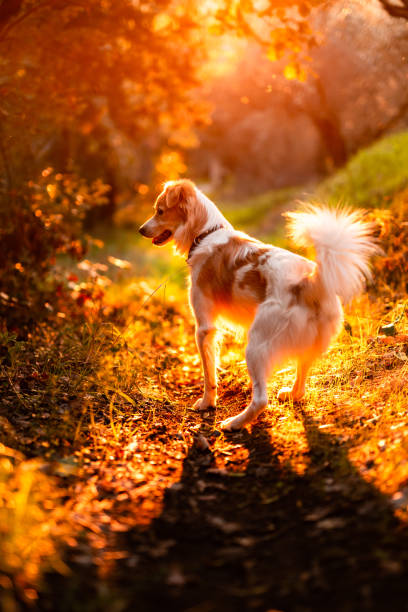 Dog Hiking at Sunset in Tuscany