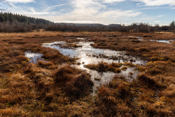 istock Swamp landscape in the High Fens 1289591614