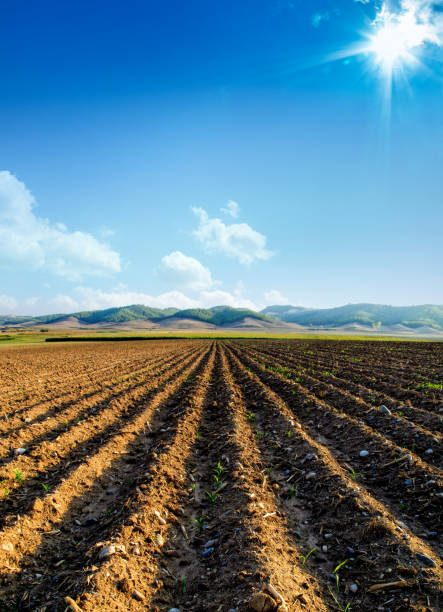 istock Agricultural landscape of empty plowed field 1289592016