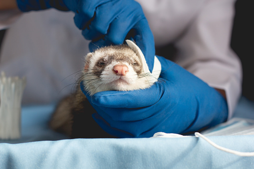 The ferret in the clinic