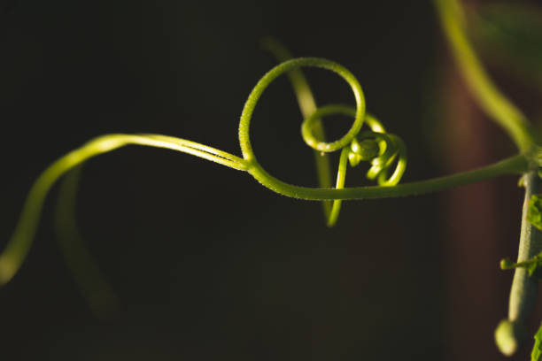 Close up of twirling vines