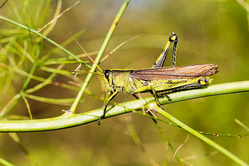Close up of grasshopper on stem