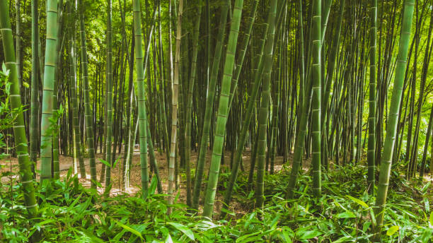 Bamboo forest on Tiger Hill (Huqiu) in Suzhou, Jiangsu, China stock photo