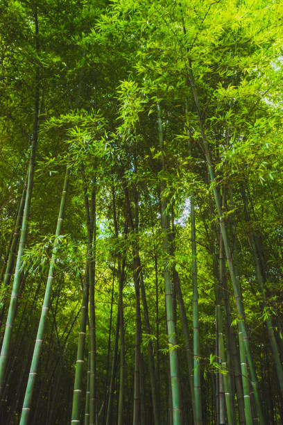 istock Bamboo forest on Tiger Hill (Huqiu), Suzhou, Jiangsu, China 1289592949