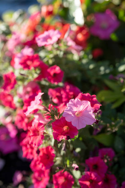 istock Beautiful Petunia on a sunny day 1289594570