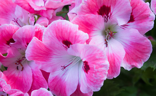Close up of a cluster of pink geranium flowers in full bloom in a Cape Cod garden