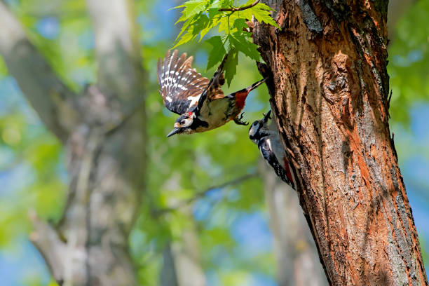 istock Woodpecker (Dendrocopos major) (Great spotted woodpecker), Burgenland, Austria 1289595479