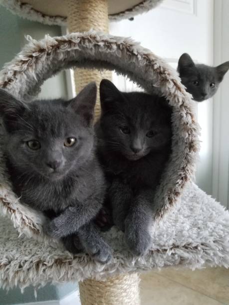 3 gray kittens 3 gray kittens relaxing on a cat tree photo bomb stock pictures, royalty-free photos & images