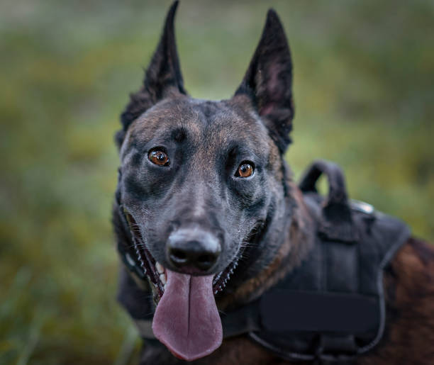 istock In Love With His Ears 1289598013