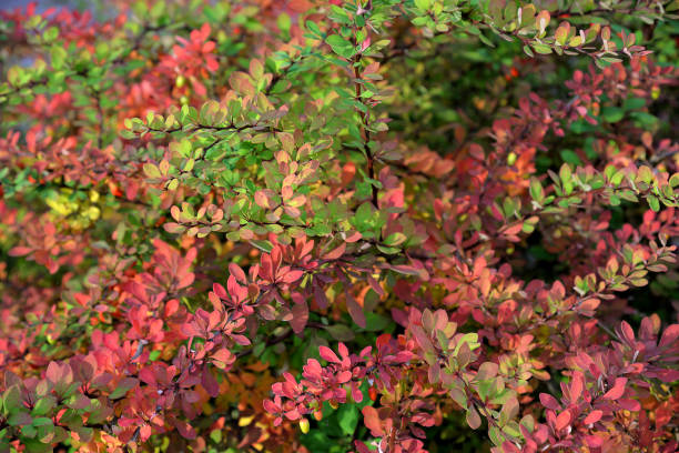 istock Barberry (Berberis) bush berries  in autumn garden 1289599383