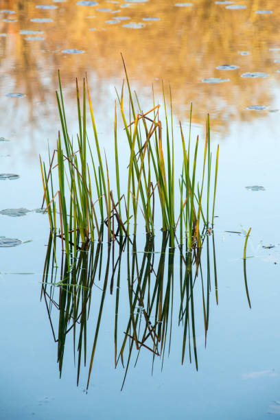 istock Grasses and reflection in lake 1289599568