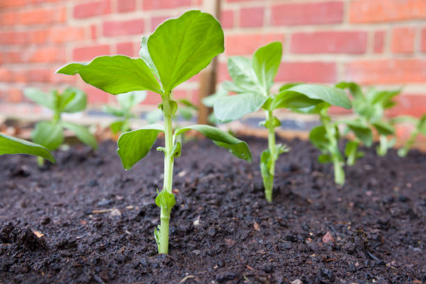 Broad bean plants growing in a vegetable patch, UK garden Row of small broad plants growing in a vegetable patch in a UK garden broad bean plant stock pictures, royalty-free photos & images