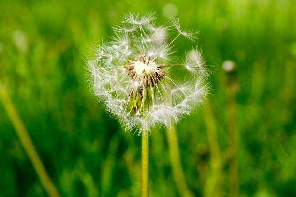 le pissenlit commun taraxacum officinale fleurs fanées ressemble à boule de neige, fruits mûrs de cypselae - leontodon photos et images de collection