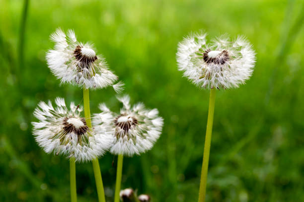 le pissenlit commun taraxacum officinale fleurs fanées ressemble à boule de neige, fruits mûrs de cypselae - leontodon photos et images de collection