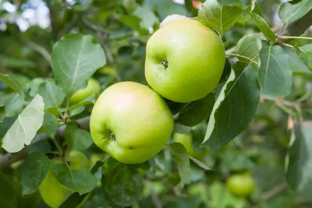 Photo of Cooking apples growing in tree