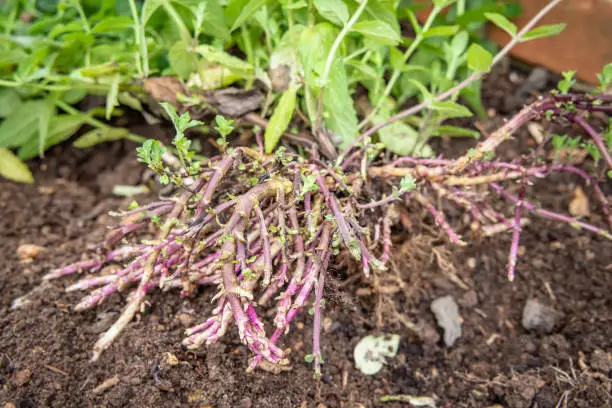 Rhizomes, mint plant (mentha) with leaves and rhizomes or roots growing in a garden, UK