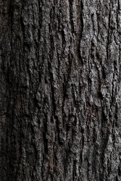 オークの木の茎のパターン - wood tree textured wood grain ストックフォトと画像