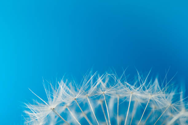 istock Soft white dandelion seeds from the bottom of the frame. Soft blue background 1289601718