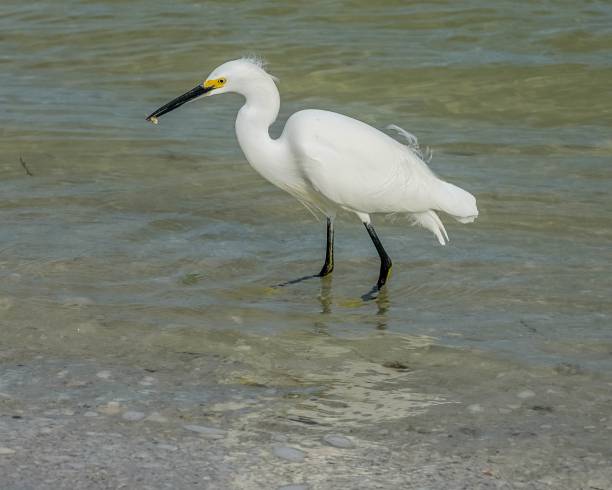 garzetta innevata che pesca cibo nell'oceano a sanibel island in florida - wading snowy egret egret bird foto e immagini stock