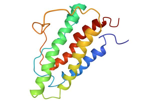 istock Structure of human erythropoietin, 3D cartoon model 1289602443