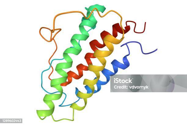 Structure Of Human Erythropoietin 3d Cartoon Model Stock Photo - Download Image Now