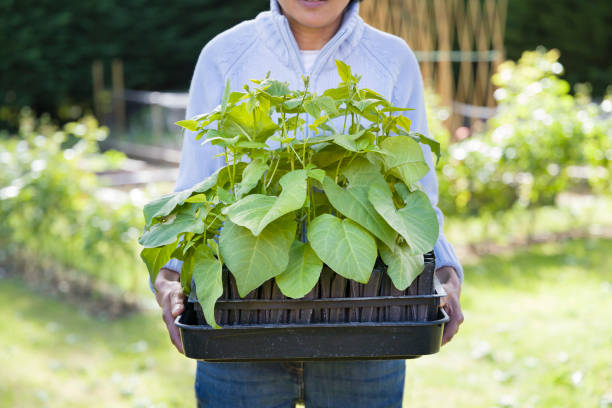 britische asiatische frau gärtnern, gemüse anbaut in uk garten - feuerbohne stock-fotos und bilder