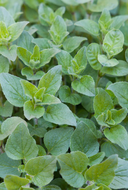 ハーブガーデンで育つ新鮮なオレガノハーブ植物、英国 - oregano herb garden herb gardens ストックフォトと画像