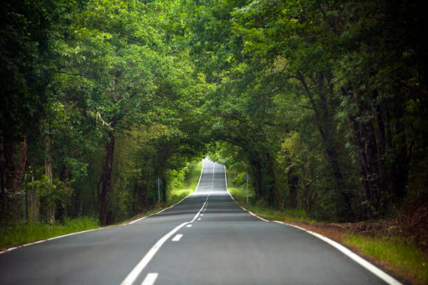 droga krajowa i las w springtime. - country road tunnel tree road zdjęcia i obrazy z banku zdjęć