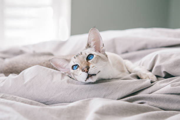 Beautiful blue-eyed oriental breed cat lying resting on bed at home looking away. Furry domestic pet with blue eyes relaxing at home. Adorable furry animal feline friend. Domestic life. stock photo
